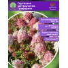 Гортензия метельчатая Граффити