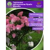 Гортензия метельчатая Фрайз Мэльба