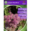 Спирея Фроебели