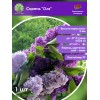 Сирень 