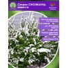 Спирея СНОУМАУНД невеста