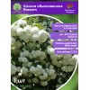Калина обыкновенная Roseum