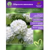 Калина обыкновенная Roseum