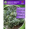 Бересклет форчуна Эмеральд Гаети