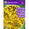 Форзиция Тарандт