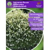 Лапчатка белая Абботсвуд