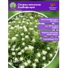 Спирея японская Альбифлора