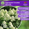 Гортензия Сильвер Доллар -