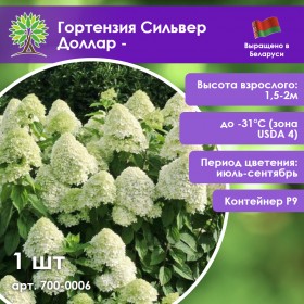 Гортензия Сильвер Доллар -