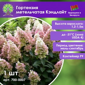 Гортензия метельчатая Кэндлайт