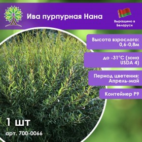 Ива пурпурная Нана