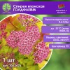Спирея японская ГОЛДФЛЕЙМ