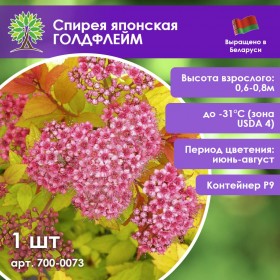 Спирея японская ГОЛДФЛЕЙМ Спирея японская ГОЛДФЛЕЙМ