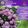 Гортензия крупнолистная РОЗОВАЯ