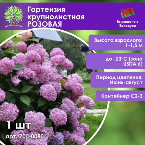 Гортензия крупнолистная РОЗОВАЯ