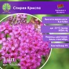Спирея Криспа