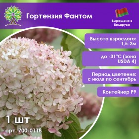 Гортензия Фантом