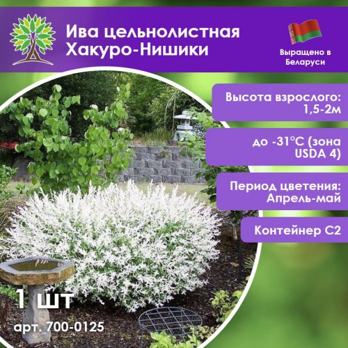 Ива цельнолистная Хакуро-Нишики (черенки)