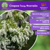 Спирея Голд Фонтейн