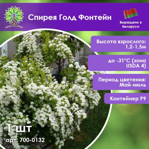 Спирея Голд Фонтейн