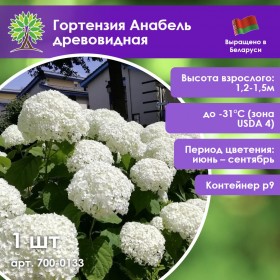 Гортензия Анабель древовидная