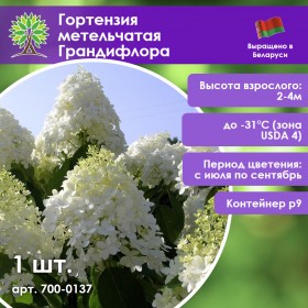 Гортензия метельчатая Грандифлора