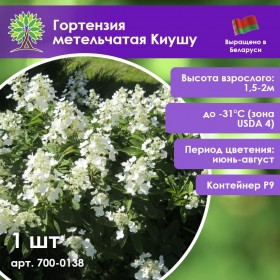 Гортензия метельчатая Киушу