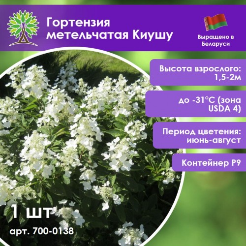 Гортензия метельчатая Киушу