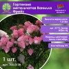 Гортензия метельчатая Ванилла Фрейз