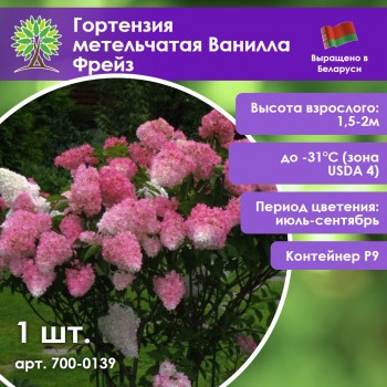 Гортензия метельчатая Ванилла Фрейз