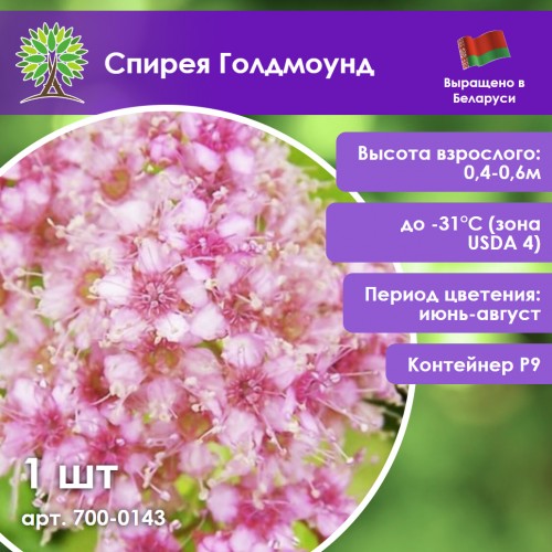 Спирея Голдмоунд