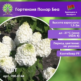 Гортензия Полар Бир метельчатая