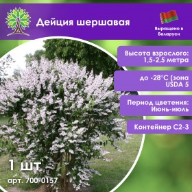 Дейция шершавая