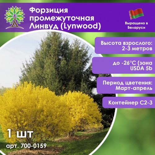 Форзиция промежуточная Линвуд (Lynwood)