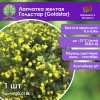 Лапчатка желтая Голдстар (Goldstar)