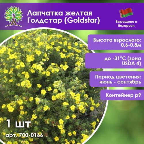 Лапчатка желтая Голдстар (Goldstar)