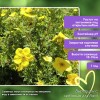 Лапчатка желтая Голдстар (Goldstar)