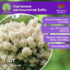 Гортензия метельчатая Бобо