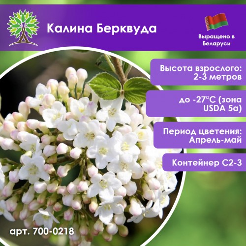 Калина Берквуда