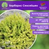 Барбарис Сенсейшен