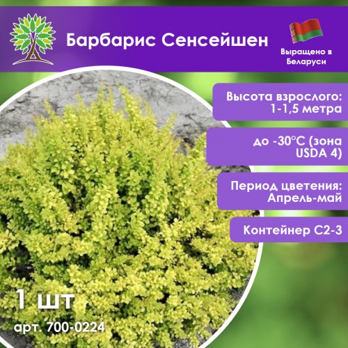 Барбарис Сенсейшен