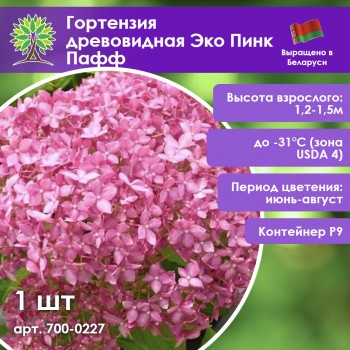 Гортензия древовидная Эко Пинк Пафф