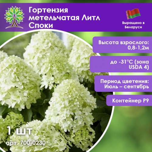 Гортензия метельчатая Литл Споки