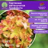 Гортензия метельчатая Граффити