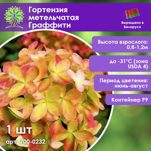 Гортензия метельчатая Граффити