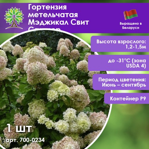 Гортензия метельчатая Мэджикал Свит Саммер