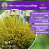 Форзиция Голдзаубер