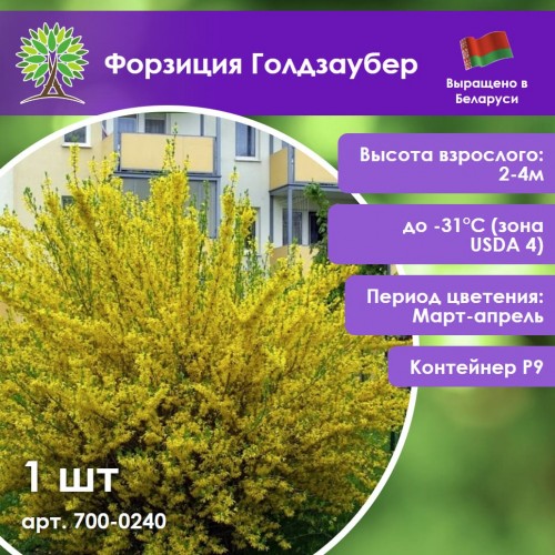 Форзиция Голдзаубер