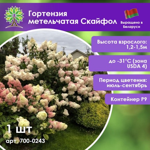 Гортензия метельчатая Скайфол