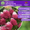 Гортензия метельчатая Строберри Блоссом